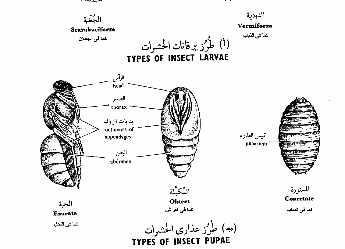 عدد مراحل التحول الكامل في الحشرات